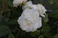 Rosa 'Korbin' (Biancaneve, Fee Des Neiges, Iceberg, Schneewittchen)   pot  