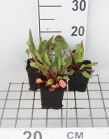 Veldzuring   pot 9x9 cm   gezaaid (Rumex acetosa)  