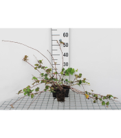 Rubus 'Betty Ashburner'   pot 9x9 cm  
