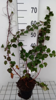 Rubus 'Betty Ashburner'   pot 1,3L   30 40 cm