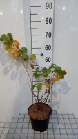 Rubus 'Benenden'   pot   30 40 cm