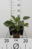 Rudbeckia fulgida 'Goldsturm'   pot 9x9 cm  