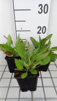 Rudbeckia fulgida var. Speciosa   pot 9x9 cm  