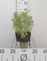 Wijnruit   pot 9x9 cm (Ruta graveolens)  