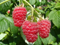 Rubus idaeus 'Autumn Bliss' (Blizzy)   pot   struik  