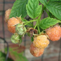 Rubus idaeus 'Golden Everest'   pot   struik  