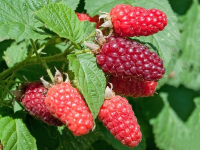 Rubus idaeus 'Héritage'   pot   struik  