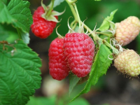 Rubus idaeus 'Meeker'   pot   struik