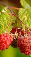 Rubus idaeus 'Malling Promise'   pot   struik  