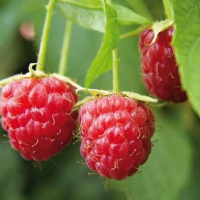 Rubus idaeus 'Schönemann'   pot   struik  
