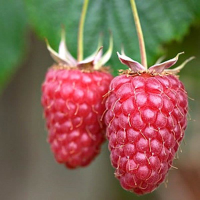 Rubus idaeus 'Tulameen'   pot   struik  