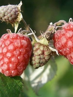Rubus idaeus 'Zefa Herbsternte'   pot   struik