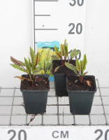 Bloedzuring, zurkel   pot 9x9 cm (Rumex sanguineus)  