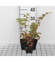 Rubus tricolor   pot 9x9 cm