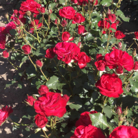 Rosa 'Wettra'   blote wortel
