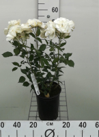 Rosa 'Witte Tros'   pot