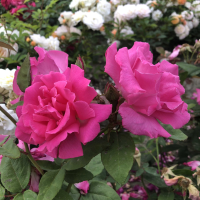 Rosa 'Zéphirine Drouhin'   pot   klimroos