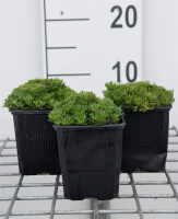 Saxifraga 'Blütenteppich'   pot 9x9 cm