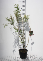 Salix babylonica 'Tortuosa'   pot   40 60 cm