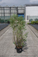 Salix babylonica 'Tortuosa'   pot 12L   100 125 cm