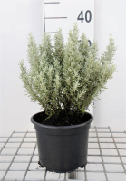 Santolina chamaecyparissus   pot 2L  