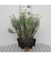 Santolina chamaecyparissus   pot 9x9 cm  
