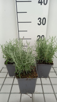Santolina chamaecyparissus 'Lambrook Silver'   pot 9x9 cm  