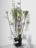 Salix elaeagnos 'Angustifolia'   pot   50 60 cm  