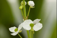 Sagittaria graminea   pot 9x9 cm  