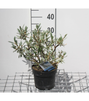 Salix helvetica   pot   25 30 cm  