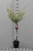 Salix integra 'Flamingo'   pot   geënt op stamhoogte 60 cm