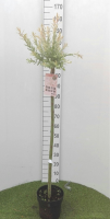 Salix integra 'Flamingo'   pot   geënt op stamhoogte 100 110 cm  