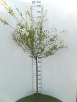 Salix integra 'Hakuro nishiki'   pot   geënt op stamhoogte 80 cm