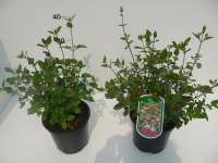 Salvia microphylla 'Hot Lips'   pot 2L  