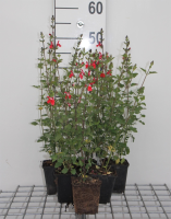 Salvia microphylla 'Hot Lips'   pot 9x9 cm  
