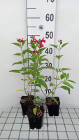 Salvia microphylla   pot 9x9 cm  