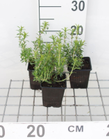 Winterbonenkruid   pot 9x9 cm (Satureja montana)  