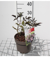 Sambucus nigra 'Gerda' (Black Beauty)   pot   30 40 cm