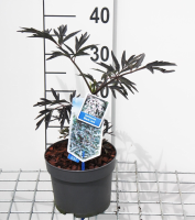 Sambucus nigra 'Eva' (Black Lace)   pot   30 40 cm  
