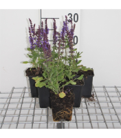 Salvia nemorosa 'Blaukönigin'   pot 9x9 cm  