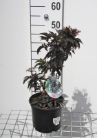 Sambucus nigra 'Eiffel1' (Black Tower)   pot   30 40 cm