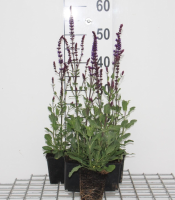 Salvia nemorosa 'Caradonna'   Bossalie   pot 9x9 cm  