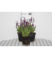 Salvia nemorosa 'Ostfriesland'   pot 2L  