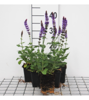 Salvia nemorosa 'Ostfriesland'   pot 9x9 cm  