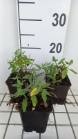Salvia nemorosa 'Schneehügel'   pot 9x9 cm  