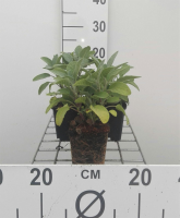 Salvia officinalis 'Berggarten'   pot 9x9 cm (Salie 'Grootbladige Salie' / 'Breedbladige Salie')  