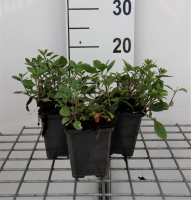 Saponaria ocymoides   pot 9x9 cm  