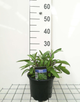 Salie, keukensalie   pot 2L (Salvia officinalis)  