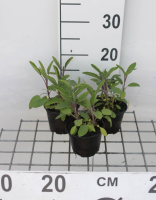 Salie, keukensalie   pot 9x9 cm (Salvia officinalis)  