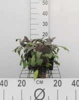 Rode salie, paarse salie   pot 9x9 cm (Salvia officinalis 'Purpurascens')  